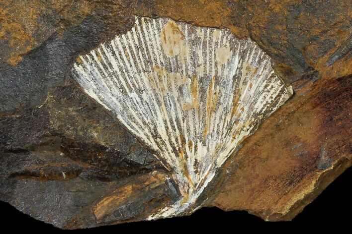 Fossil Ginkgo Leaf From North Dakota - Paleocene #148607